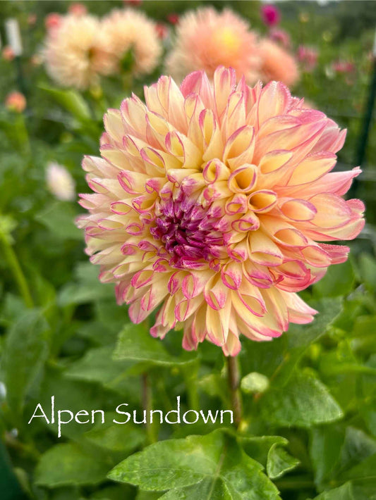 Alpen Sundown Tuber