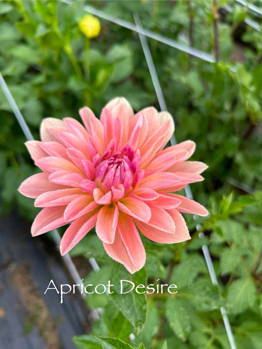 Apricot Desire Tuber