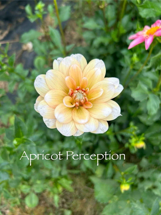 Apricot Perception Tuber