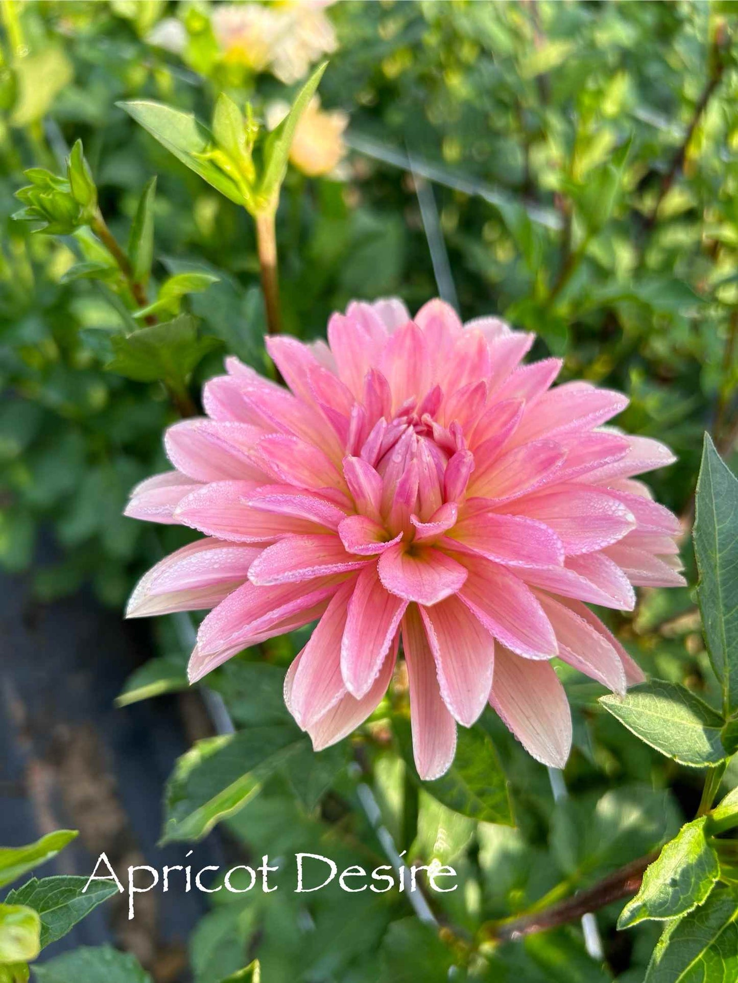 Apricot Desire Tuber