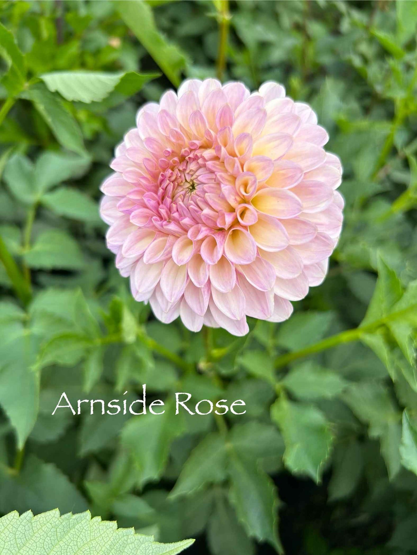 Arnside Rose Tuber