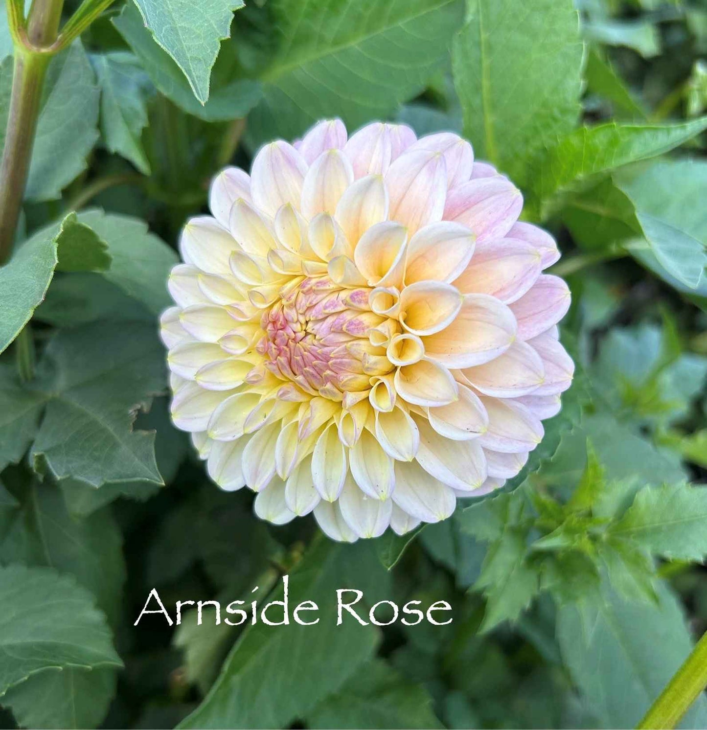 Arnside Rose Tuber