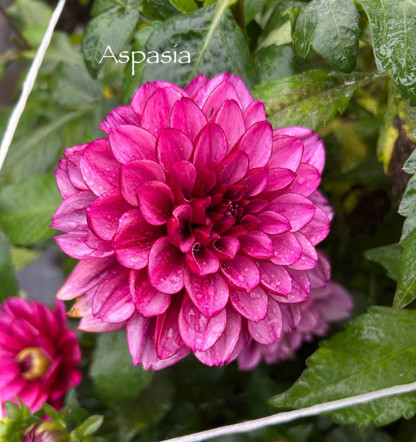Aspasia Tuber
