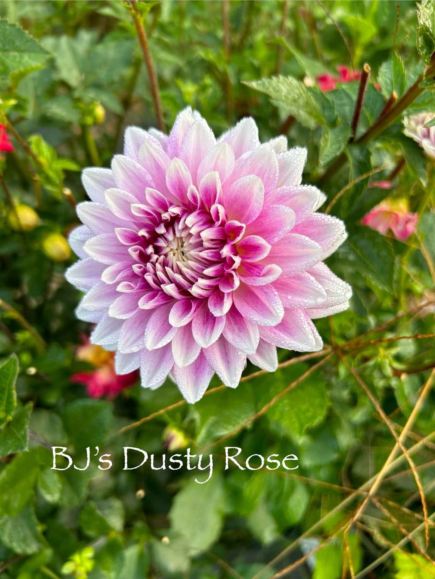 BJ's Dusty Rose Tuber