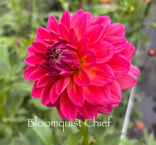 Bloomquist Chief Tuber
