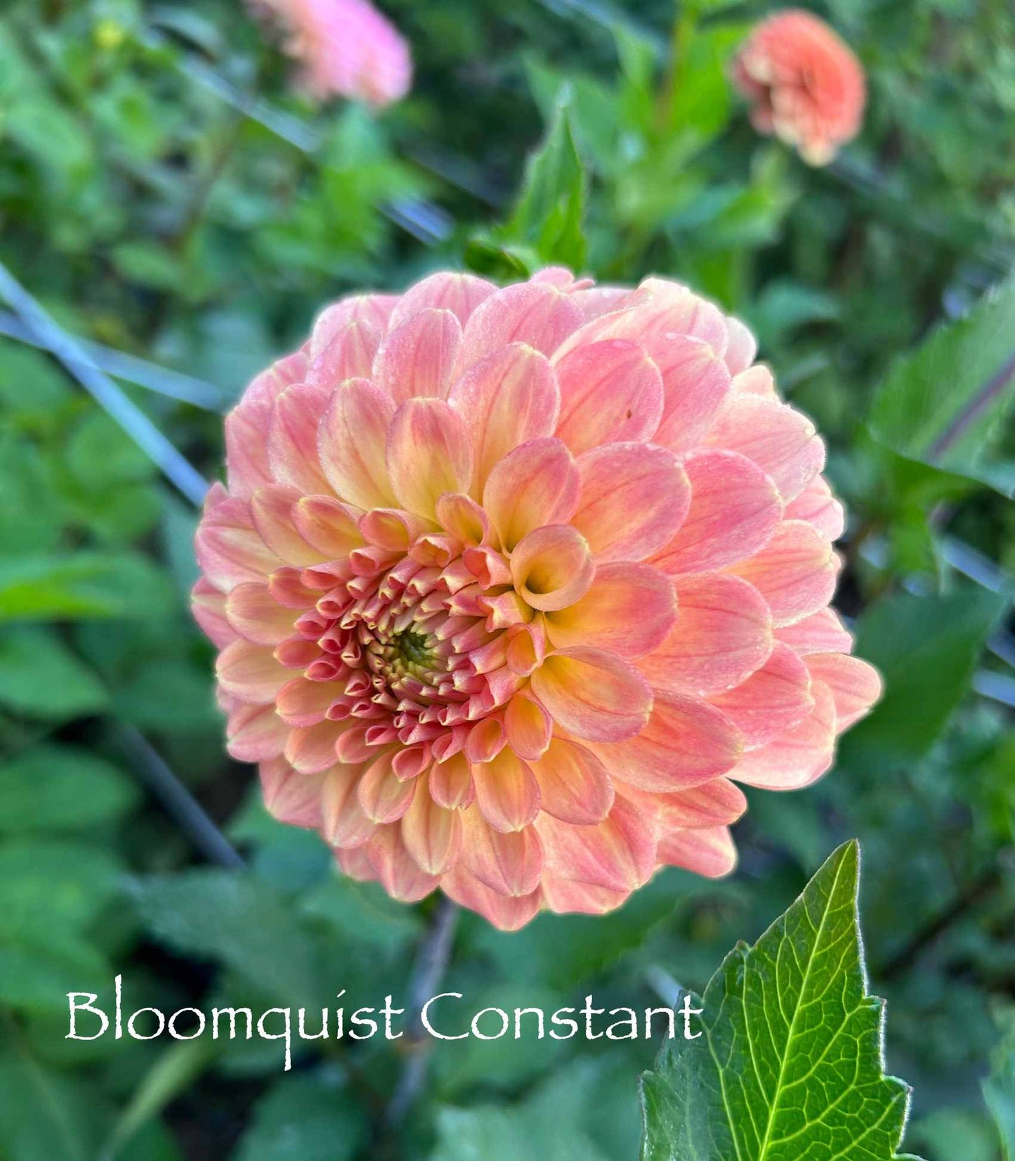 Bloomquist Constant Tuber