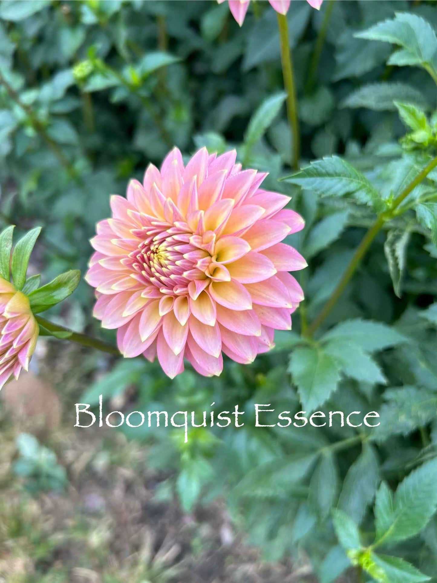 Bloomquist Essence Tuber