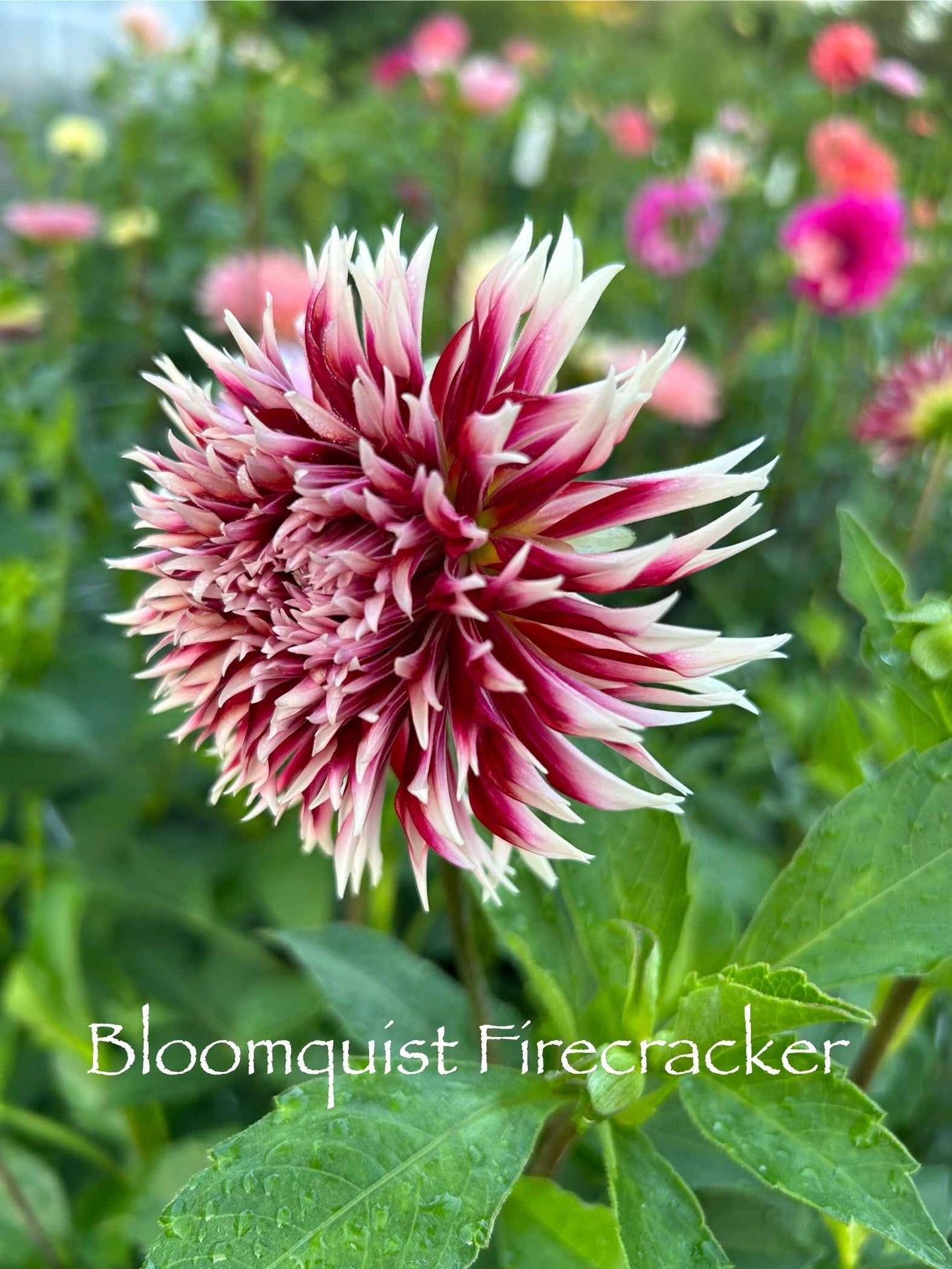 Bloomquist Firecracker Tuber