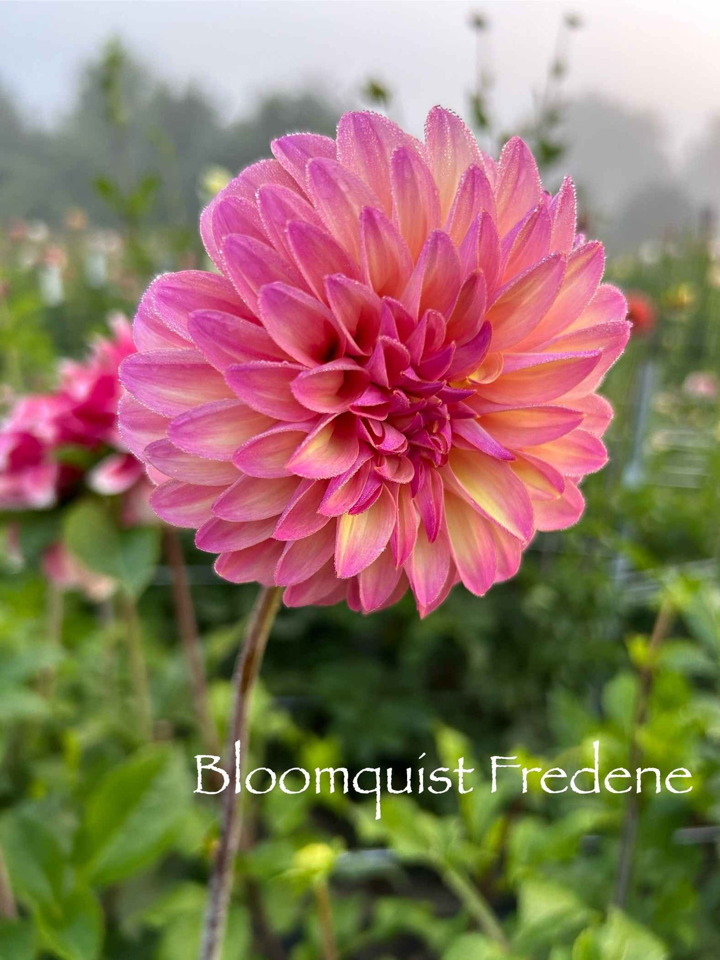 Bloomquist Fredene Tuber