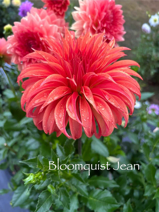 Bloomquist Jean Tuber