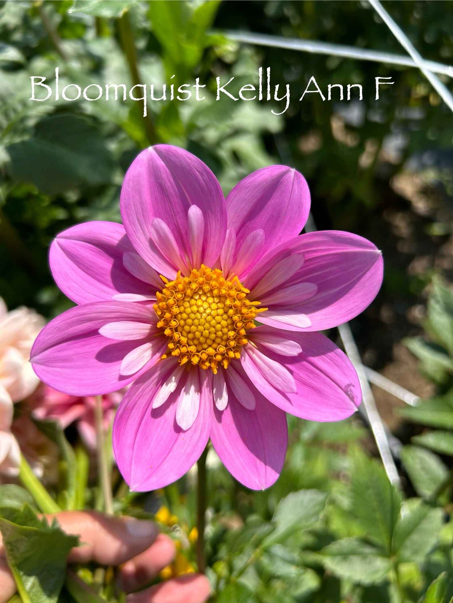 Bloomquist Kelly Ann F Tuber