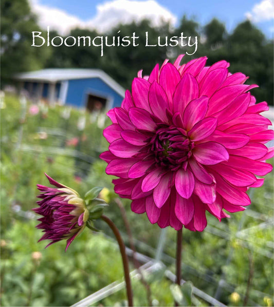 Bloomquist Lusty Tuber