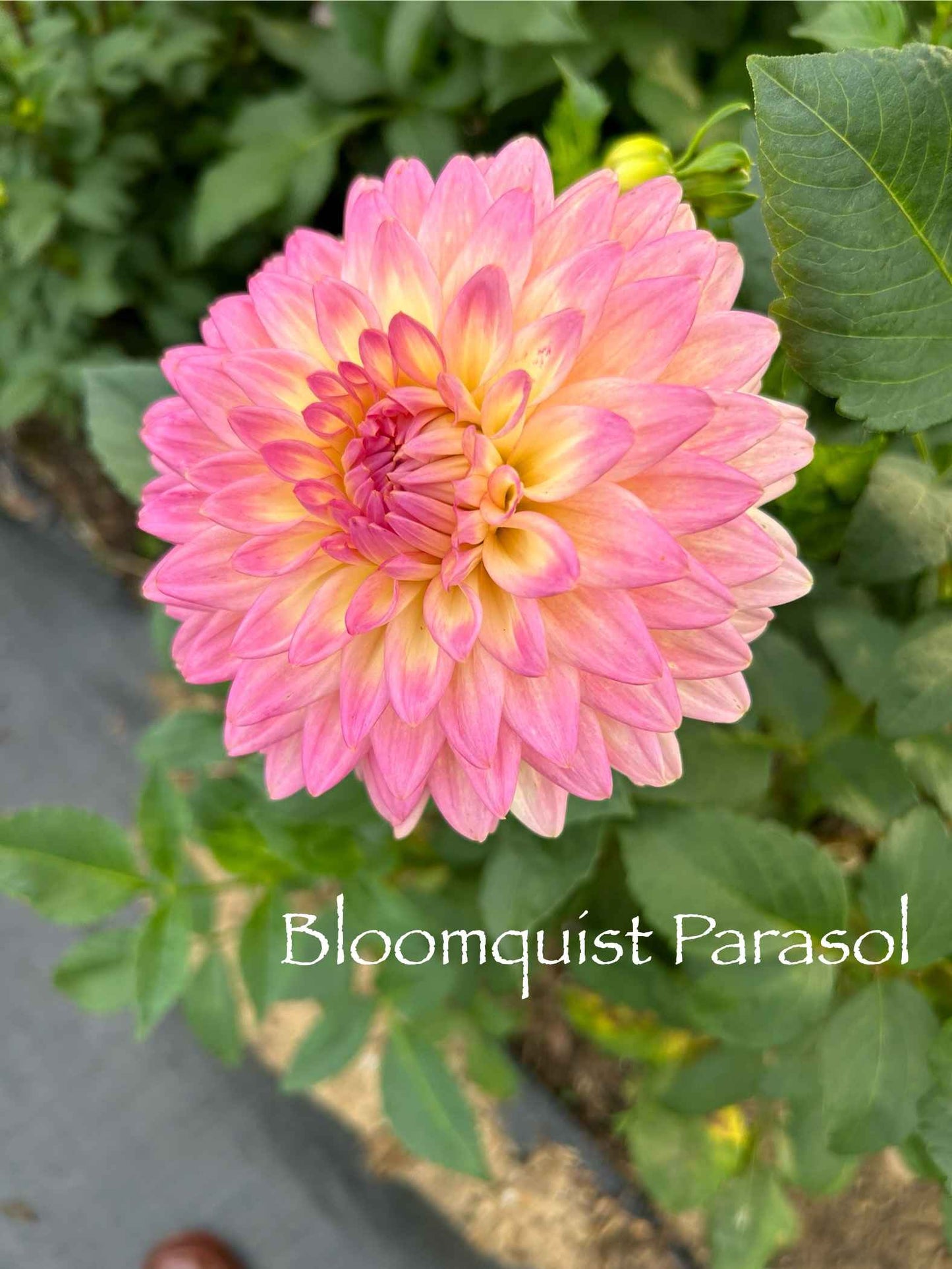 Bloomquist Parasol Tuber