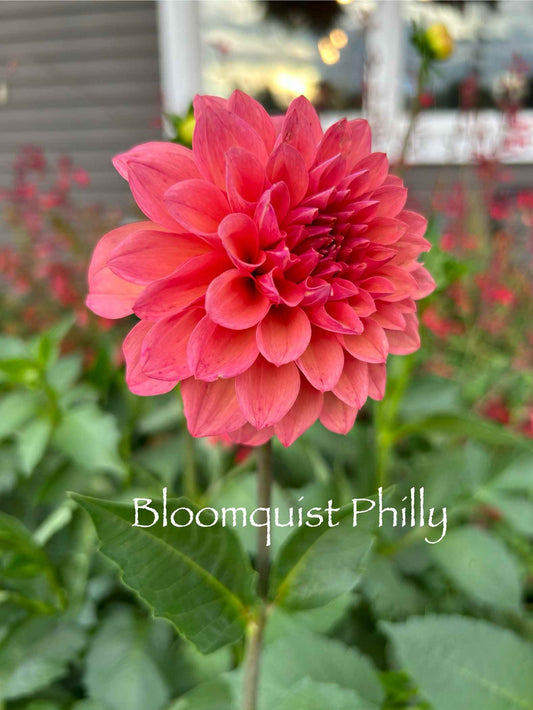 Bloomquist Philly Tuber