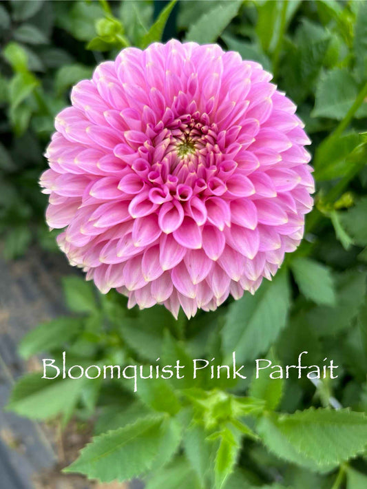 Bloomquist Pink Parfait Tuber