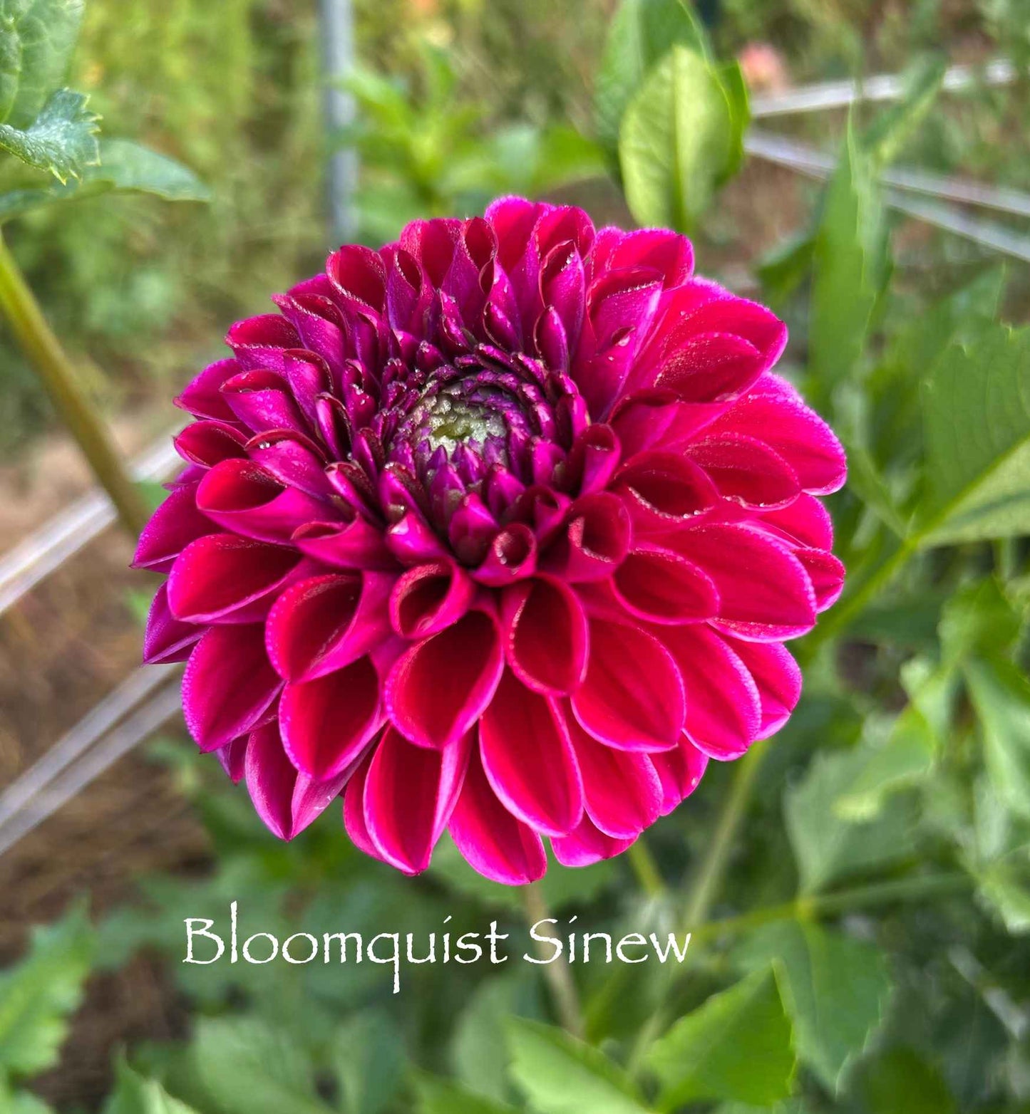 Bloomquist Sinew Tuber