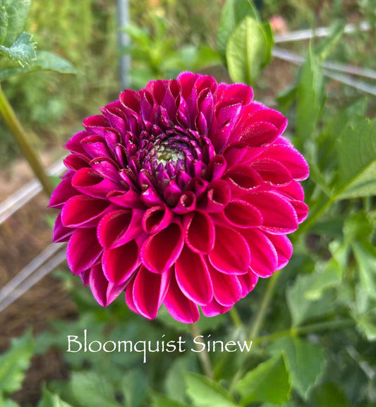 Bloomquist Sinew Tuber