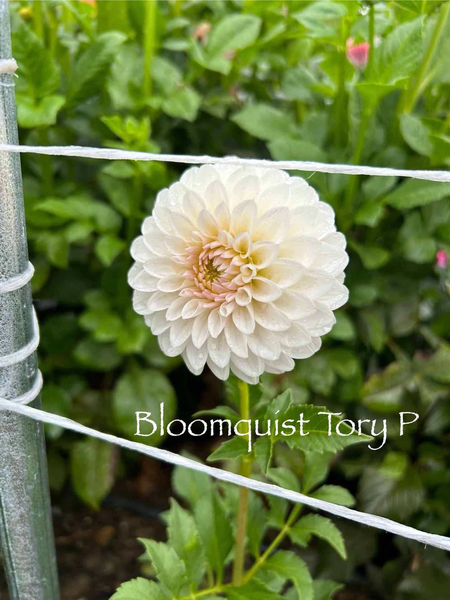 Bloomquist Tory P Tuber