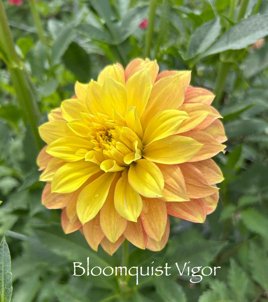 Bloomquist Vigor Tuber