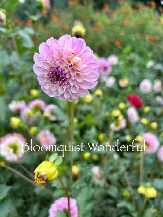 Bloomquist Wonderful Tuber