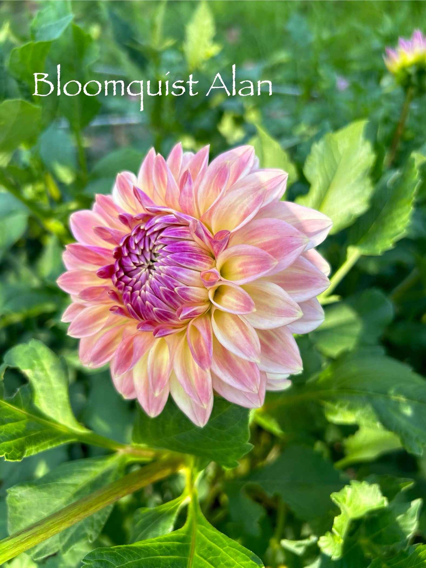 Bloomquist Alan Tuber