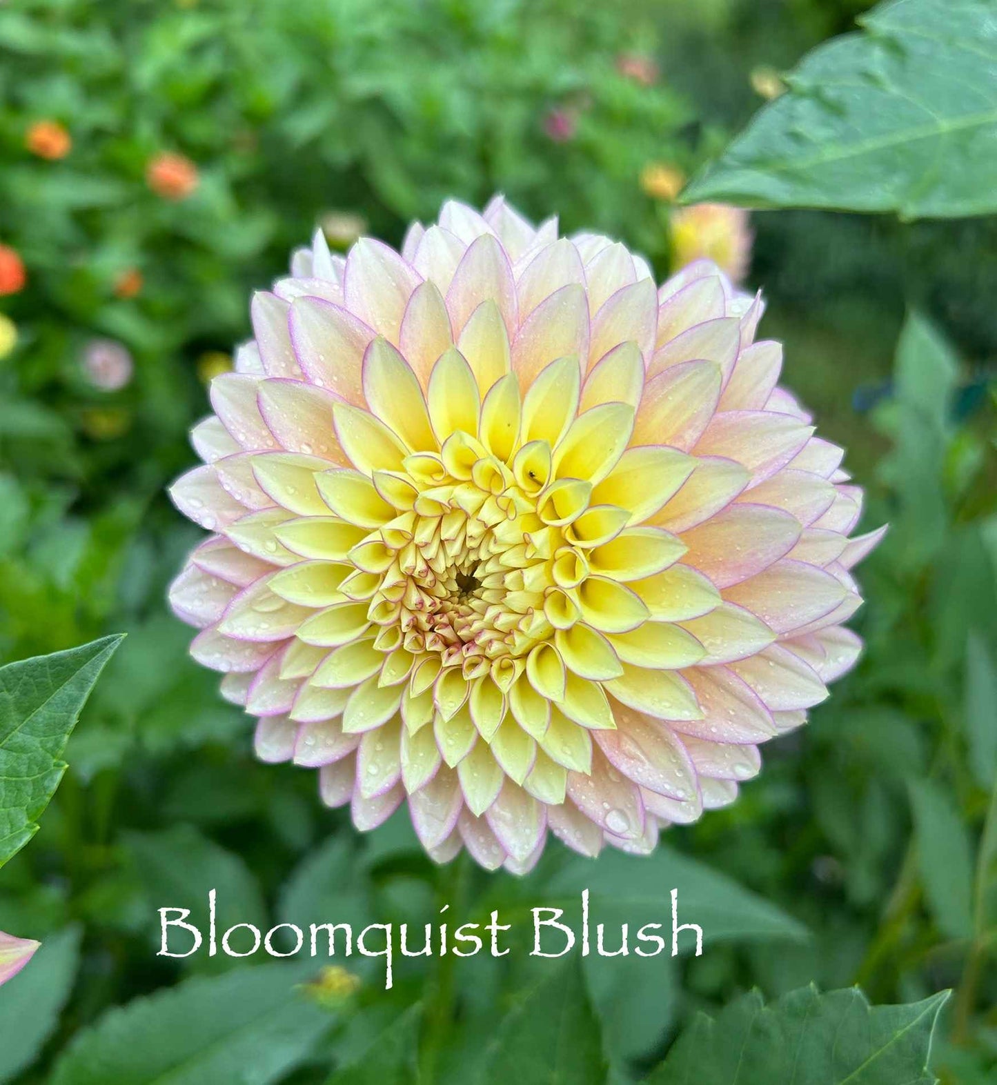 Bloomquist Blush Tuber