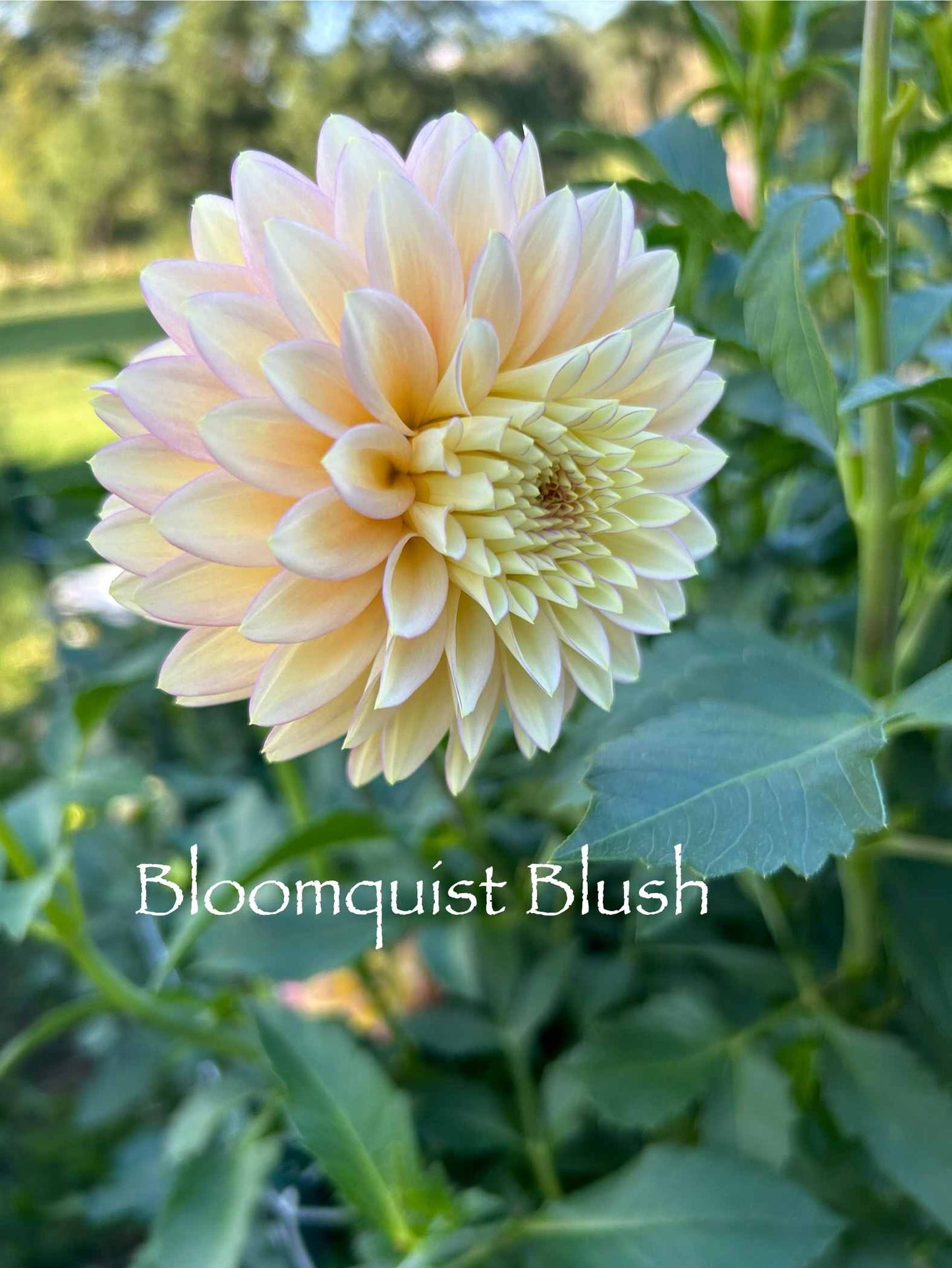 Bloomquist Blush Tuber