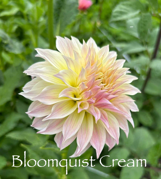 Bloomquist Cream Tuber