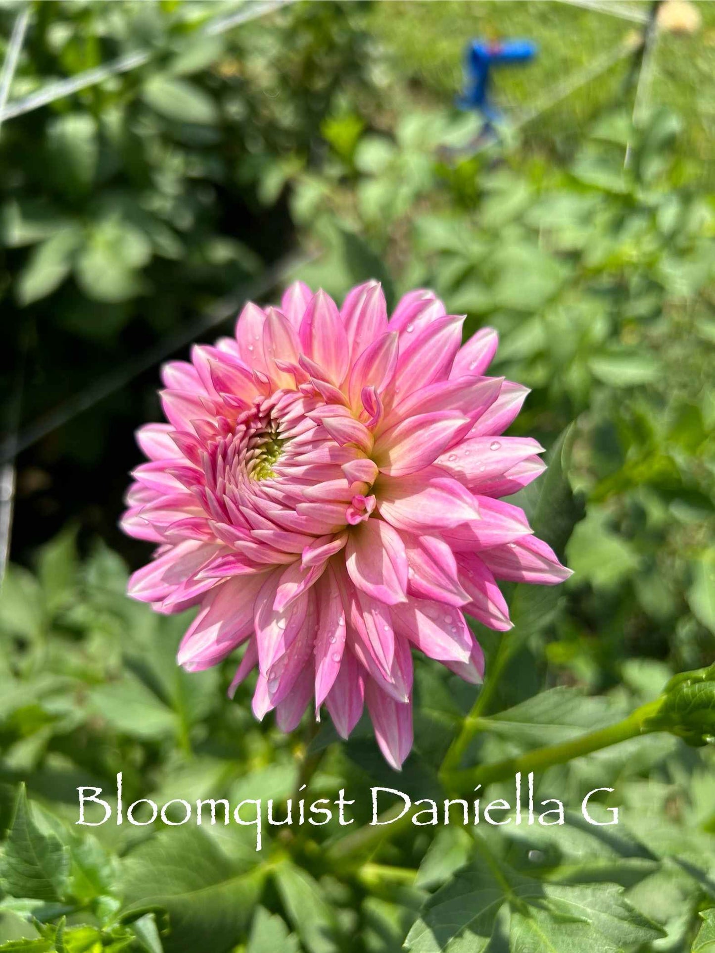 Bloomquist Daniella G Tuber