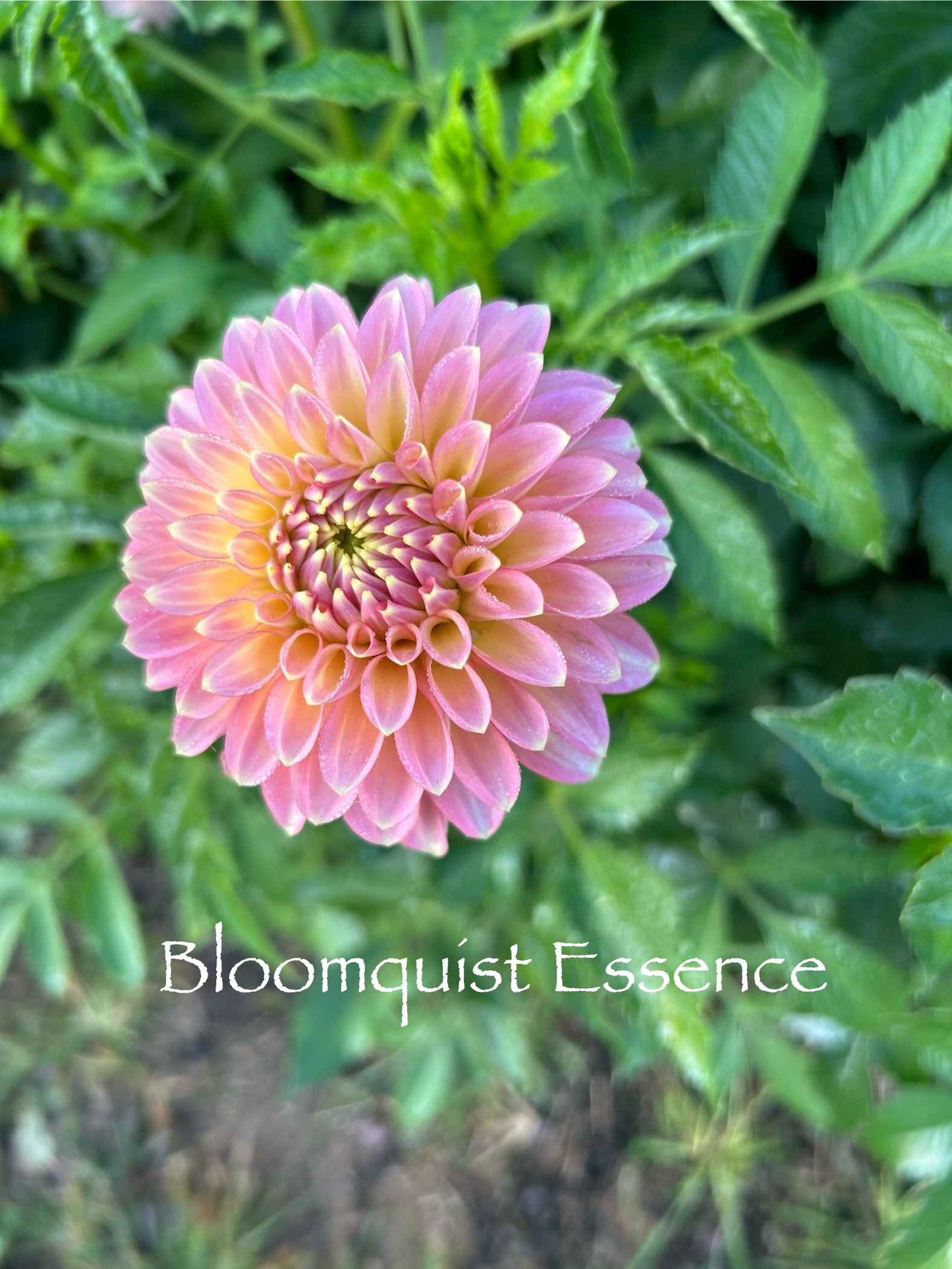 Bloomquist Essence Tuber