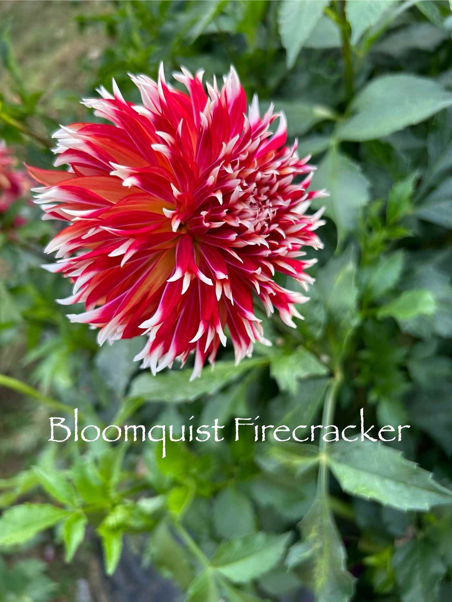 Bloomquist Firecracker Tuber