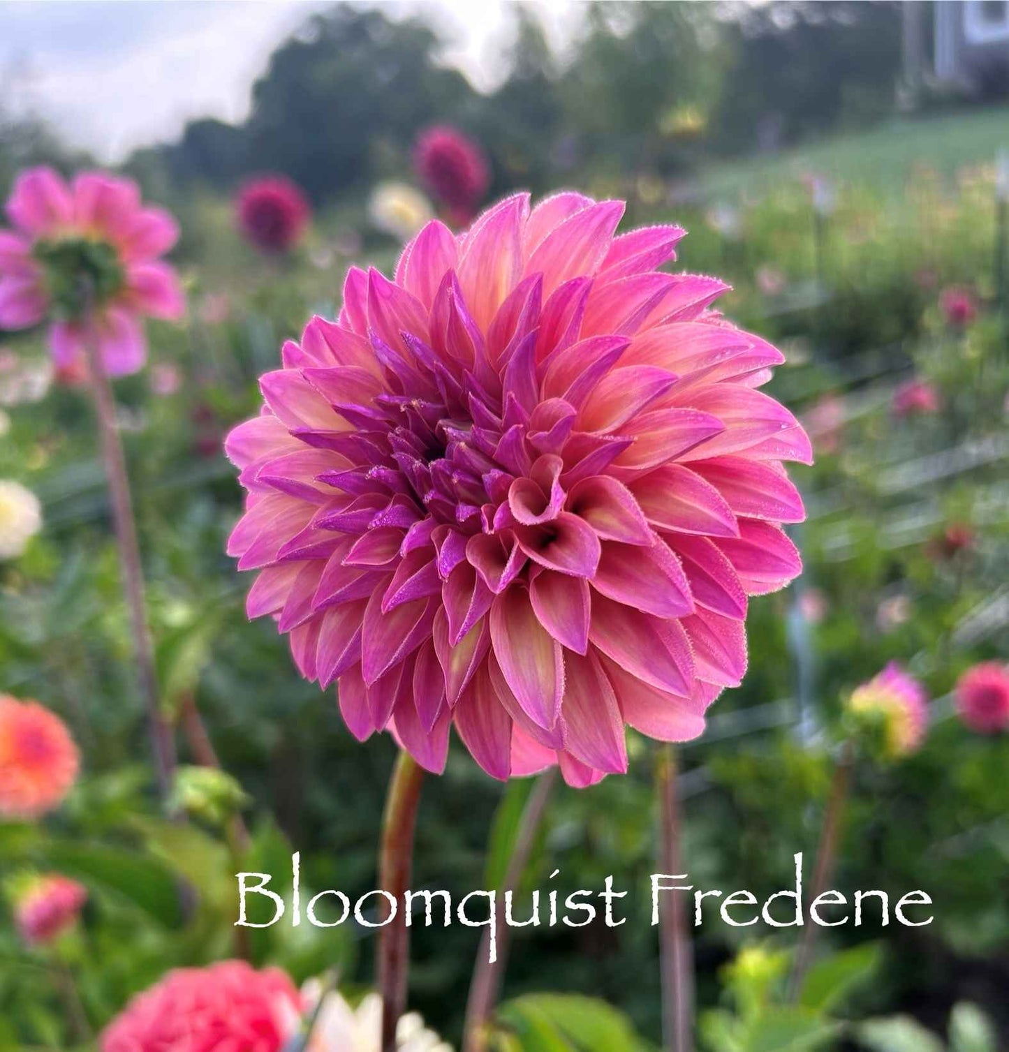 Bloomquist Fredene Tuber