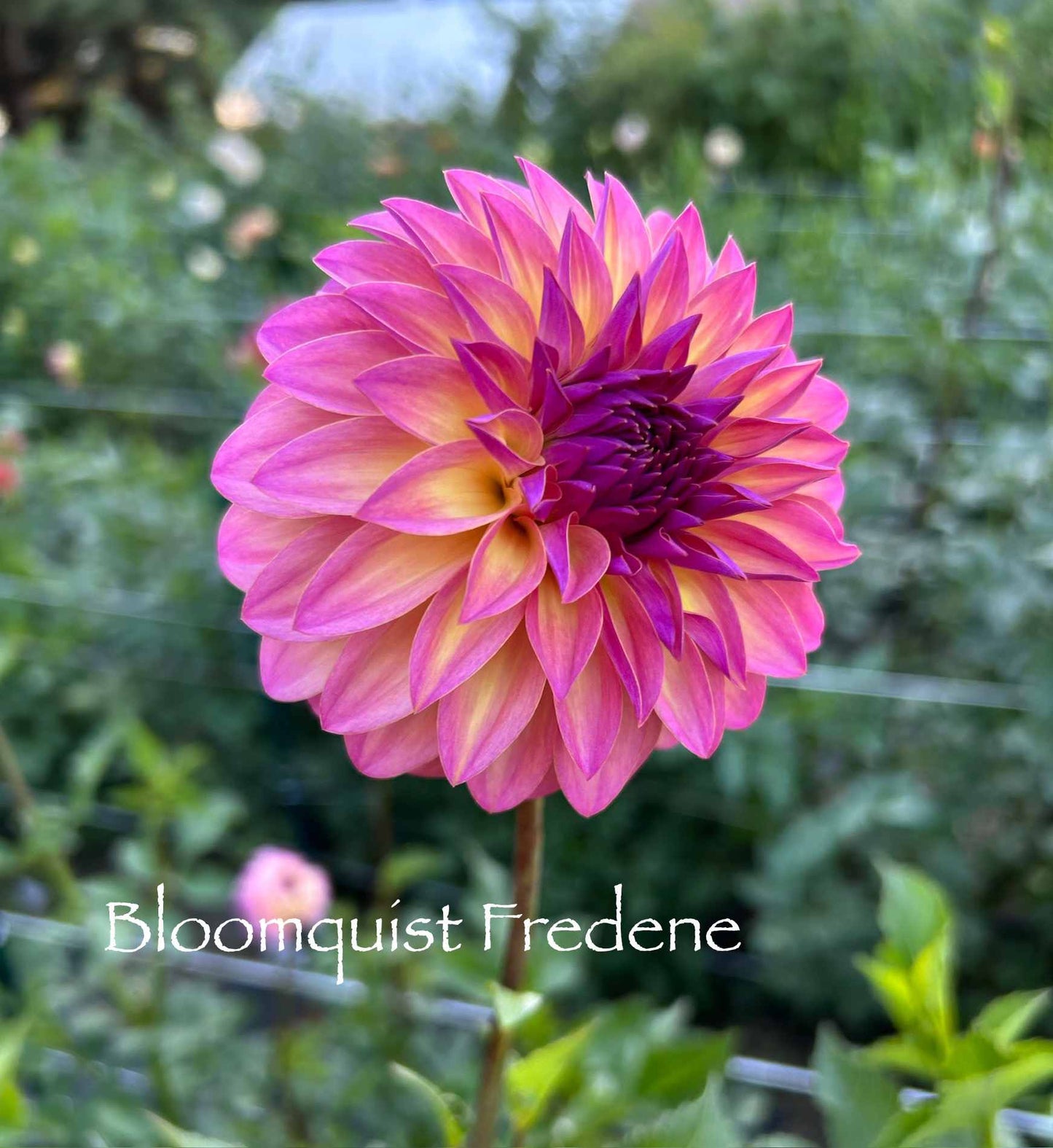 Bloomquist Fredene Tuber