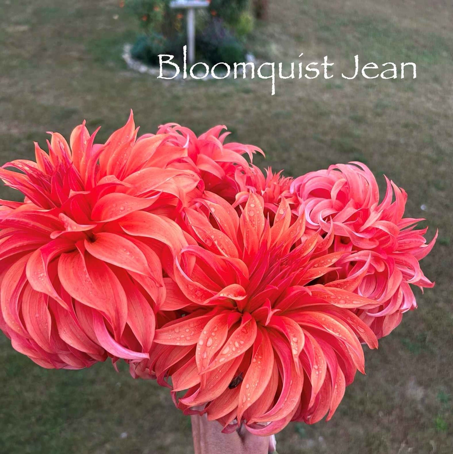 Bloomquist Jean Tuber