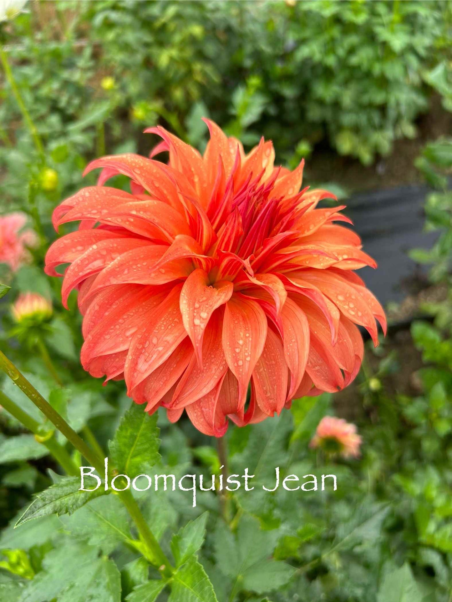 Bloomquist Jean Tuber