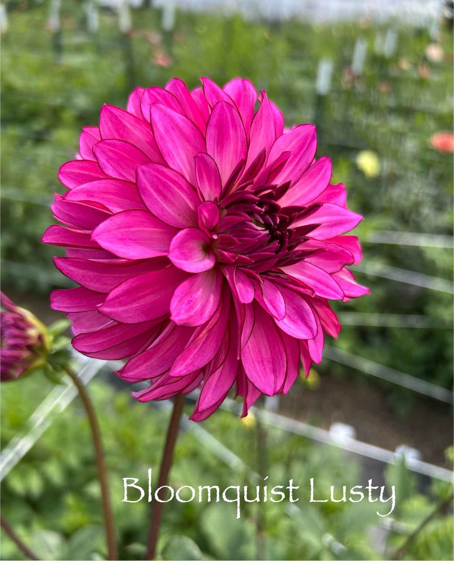 Bloomquist Lusty Tuber