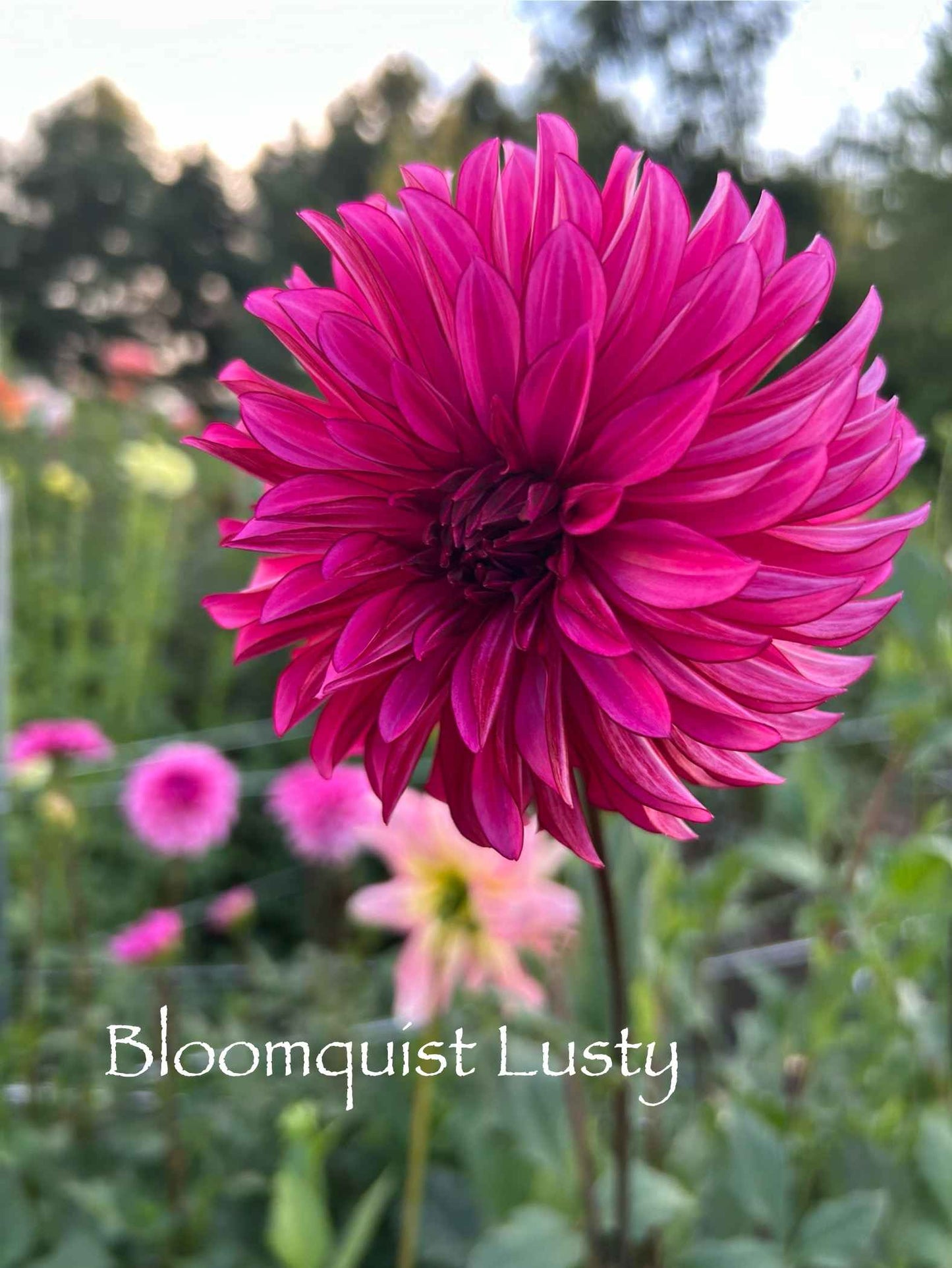 Bloomquist Lusty Tuber