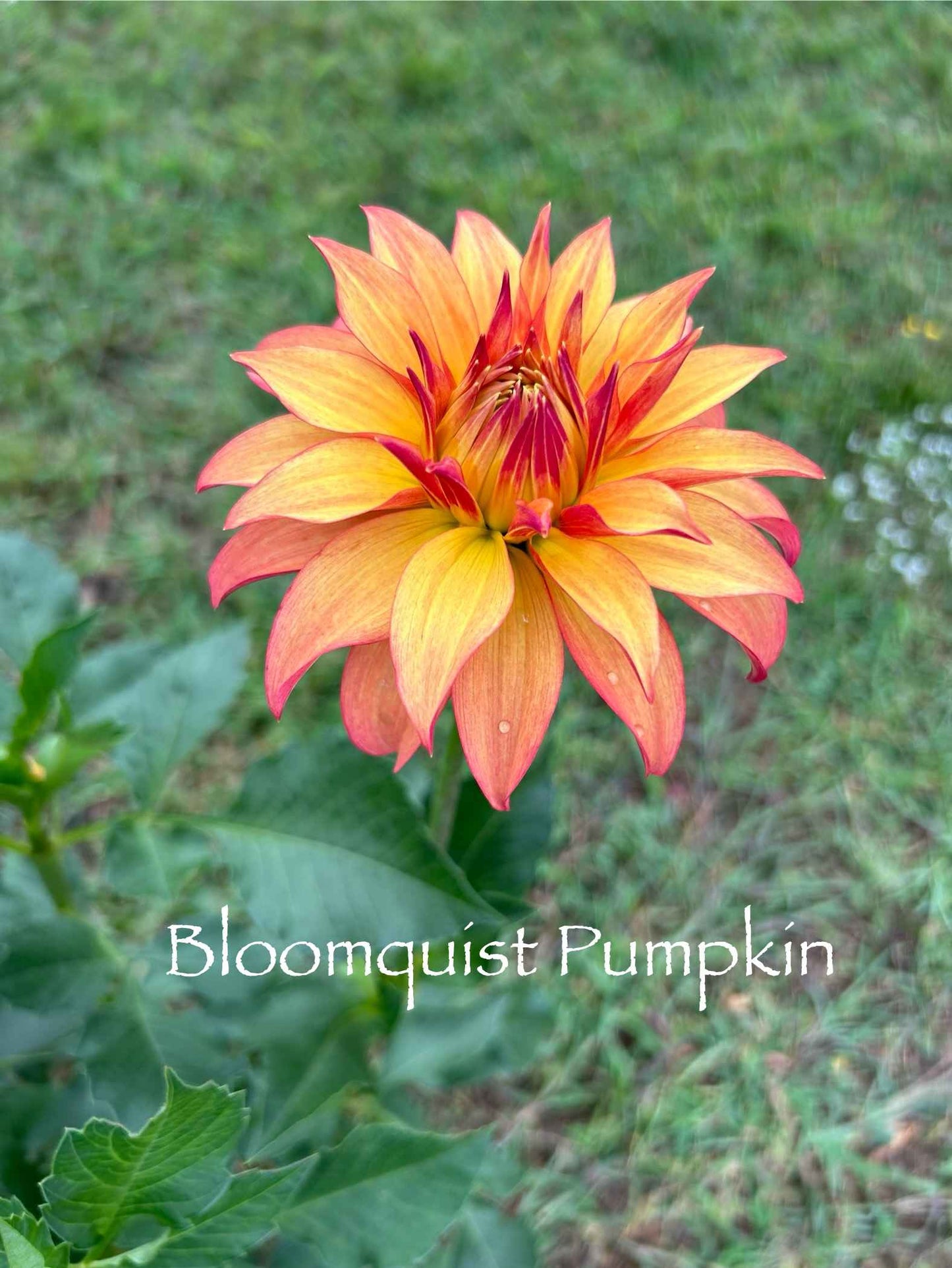 Bloomquist Pumpkin Tuber