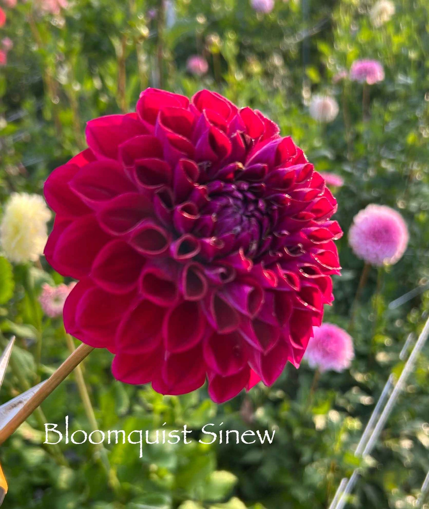 Bloomquist Sinew Tuber