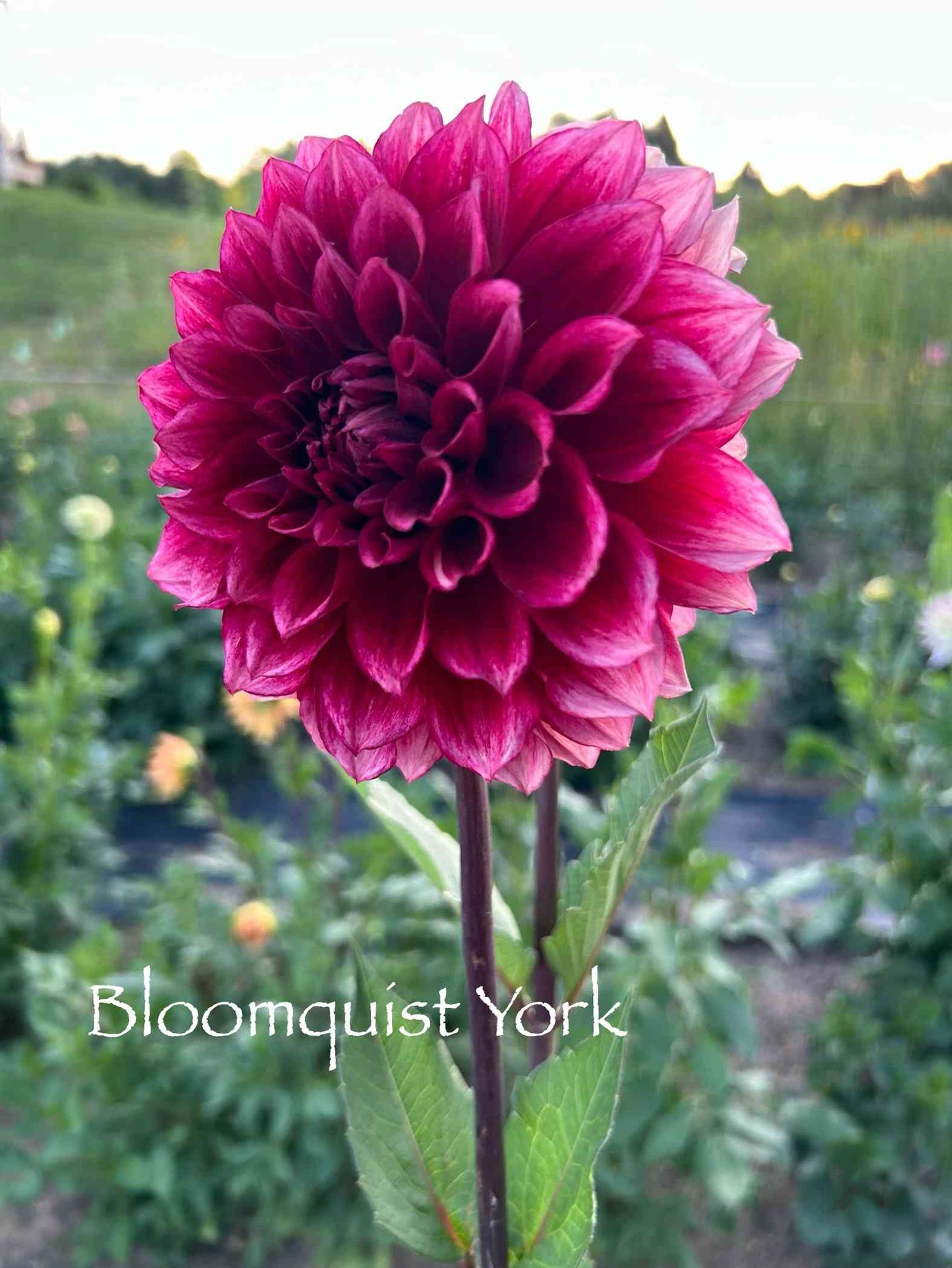 Bloomquist York Tuber