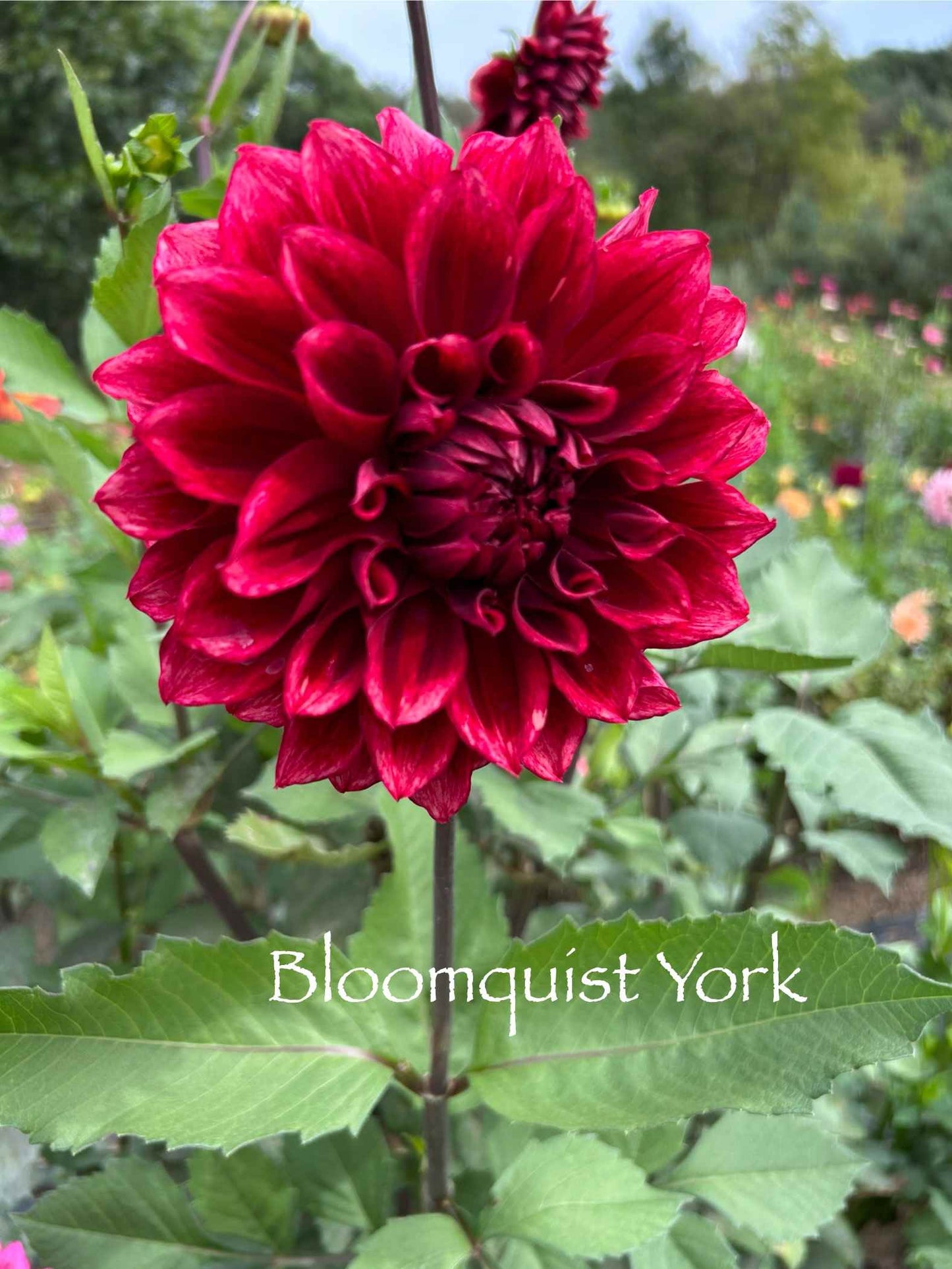 Bloomquist York Tuber