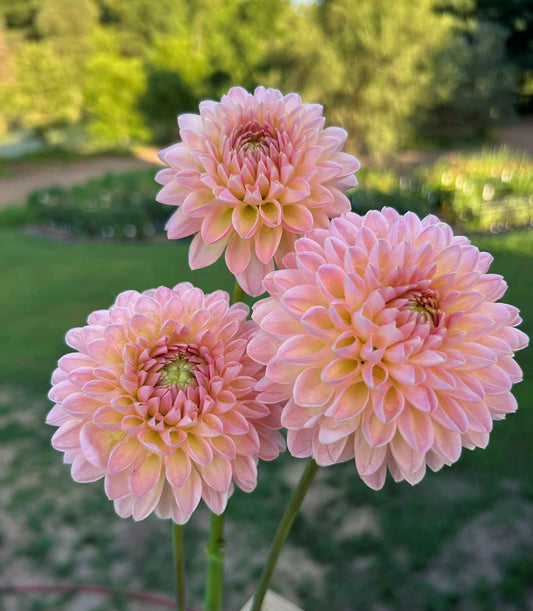 Barbarry Dominion Tuber