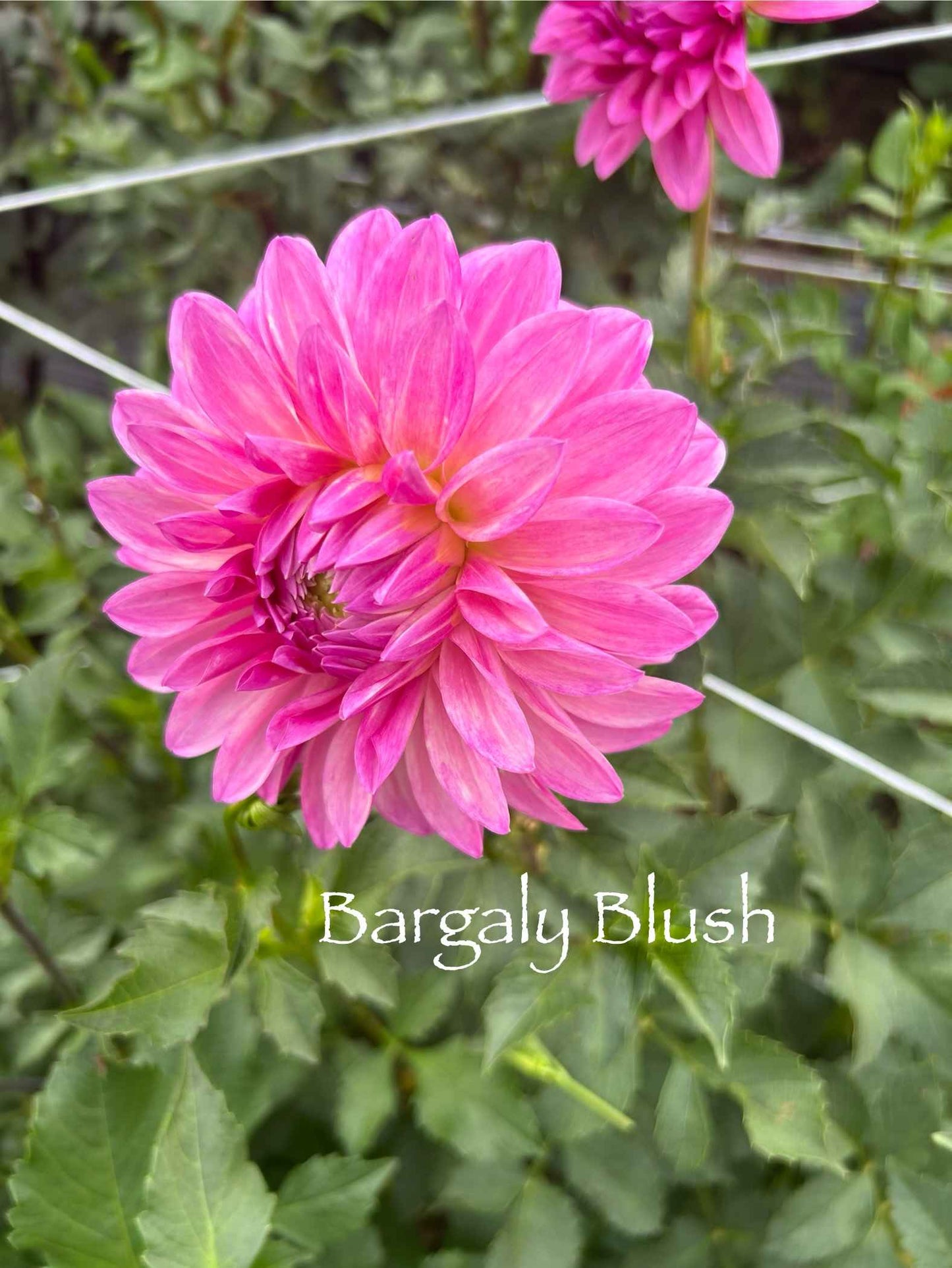 Bargaly Blush Tuber