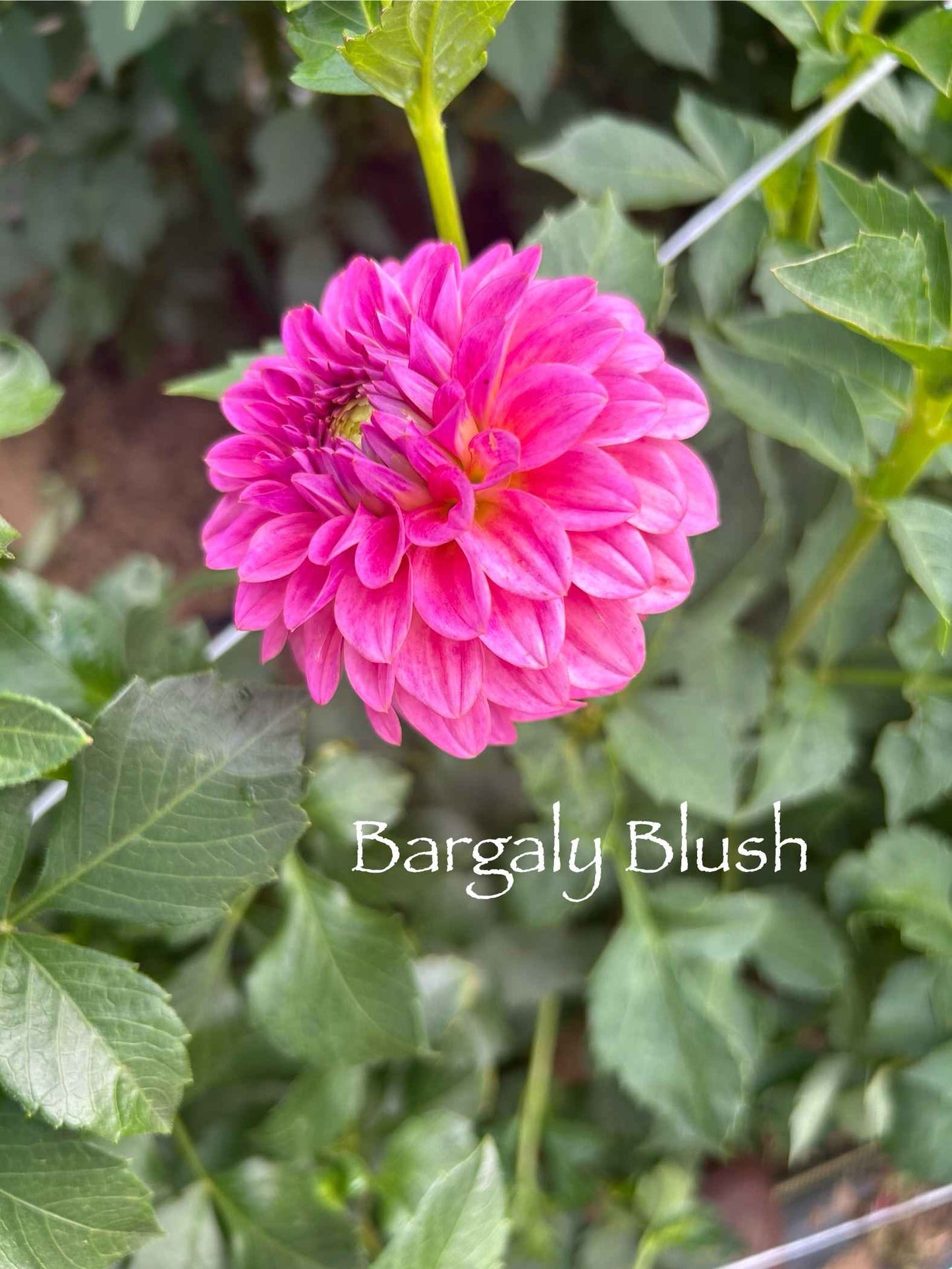 Bargaly Blush Tuber