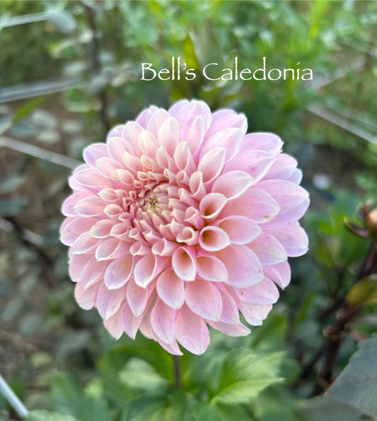 Bell's Caledonia Tuber