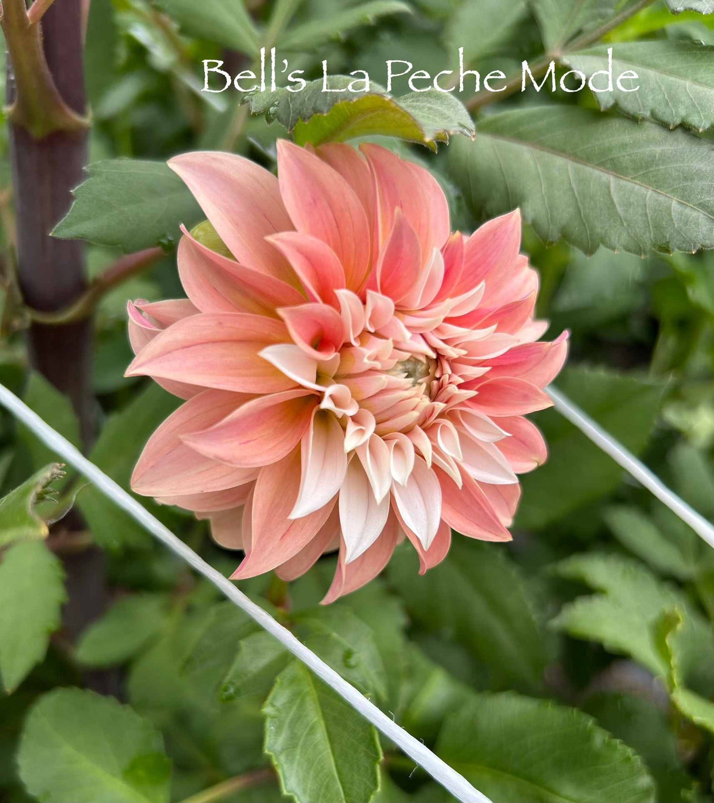 Bell's La Peche Mode Tuber