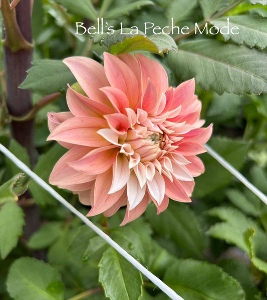 Bell's La Peche Mode Tuber