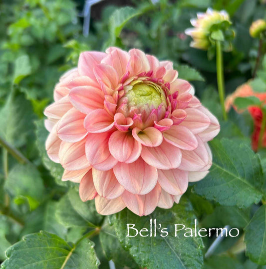 Bell's Palermo Tuber