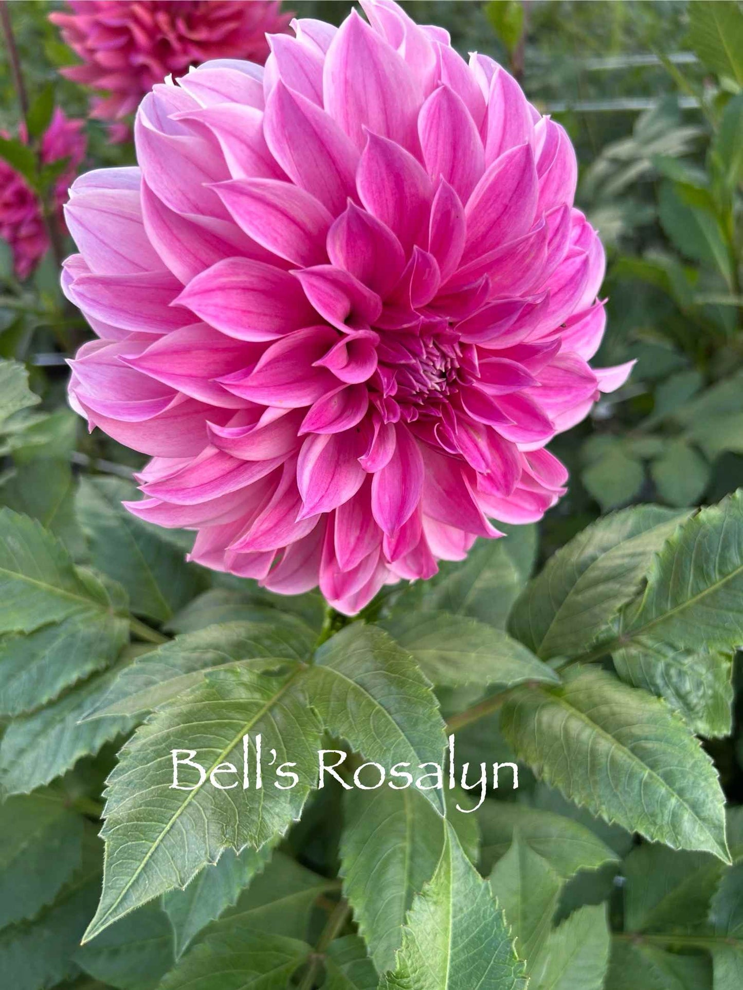Bell's Rosalyn Tuber