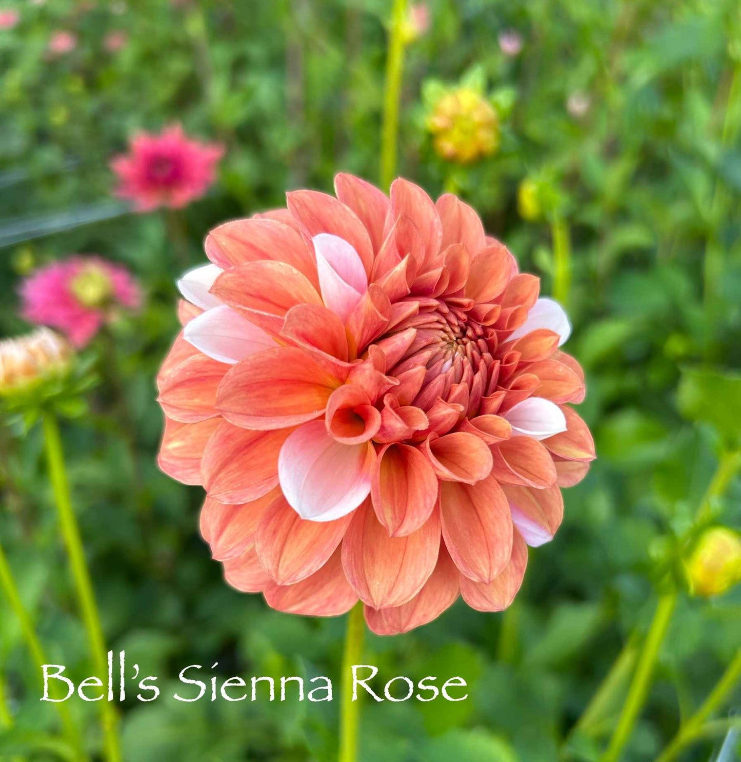 Bell's Sienna Rose Tuber